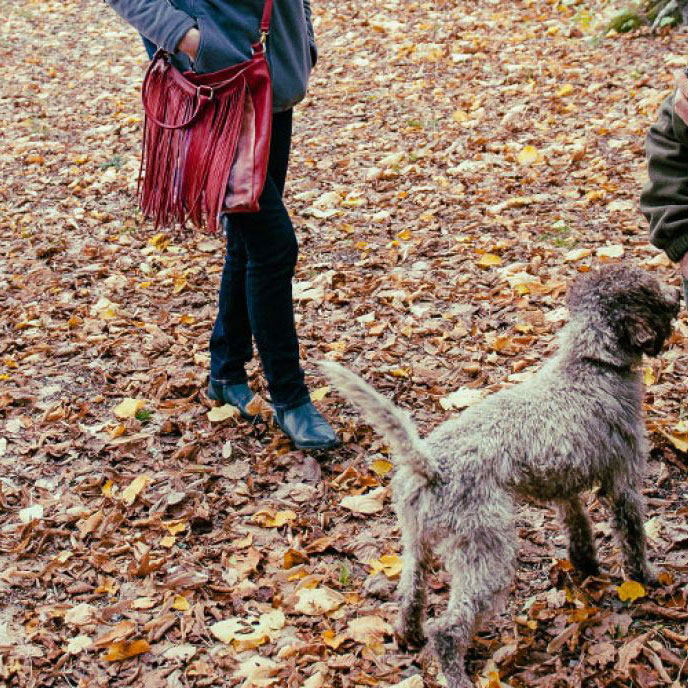 priloznost-izled-lov-na-tartufe